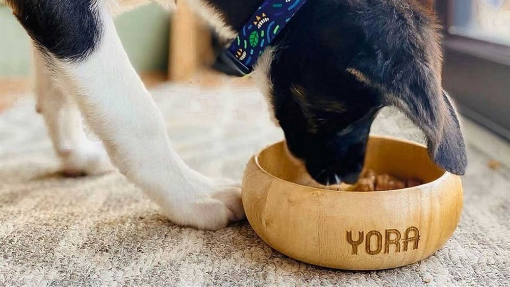 Complete Cat Supplies Guide for New & Experienced Owners: Ultimate Essentials