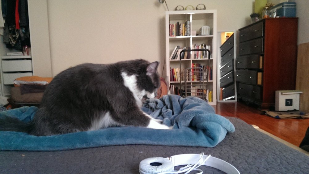 Why Do Cats Knead Blankets? Uncover the Surprising Reasons