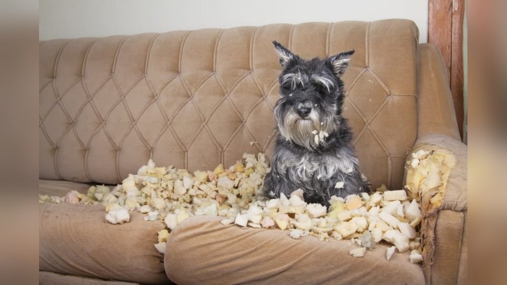 Why Does My Dog Chew on Everything? Uncover the Surprising Reasons
